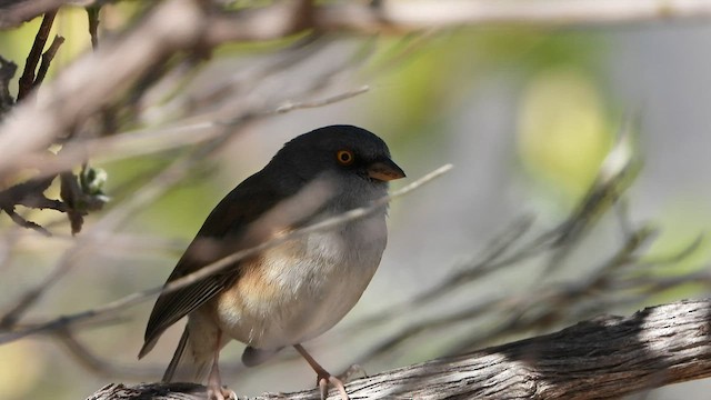 Baird's Junco - ML415157641