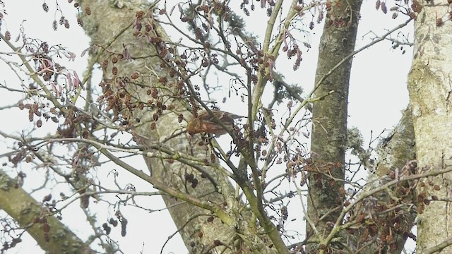 Lesser Redpoll - ML415157681