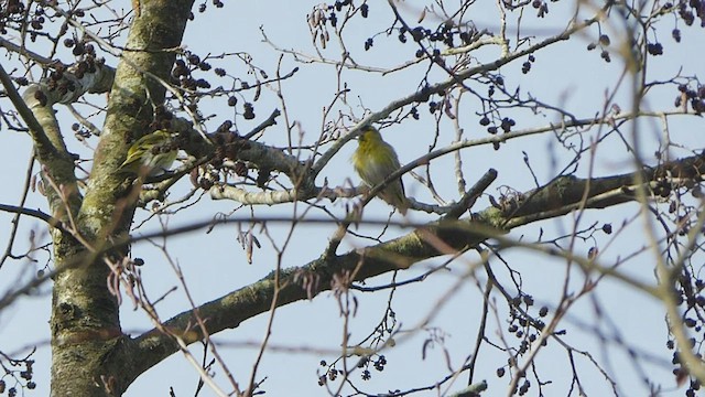 Eurasian Siskin - ML415157721