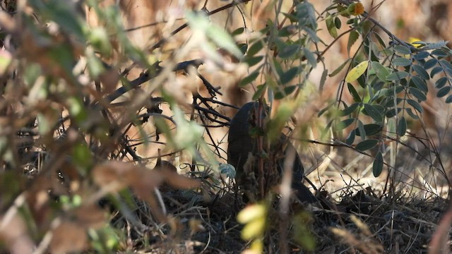 Baird's Junco - ML415158071