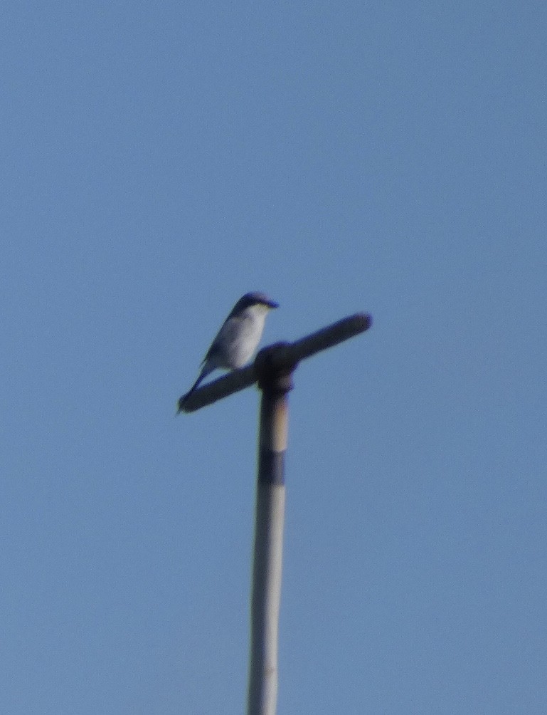 Loggerhead Shrike - Eileen Wintemute