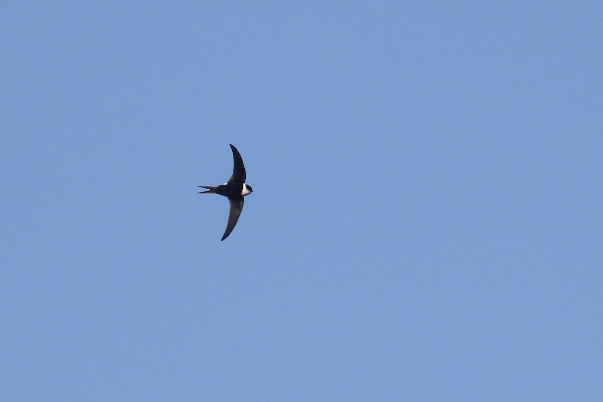 Lesser Swallow-tailed Swift - ML415161231
