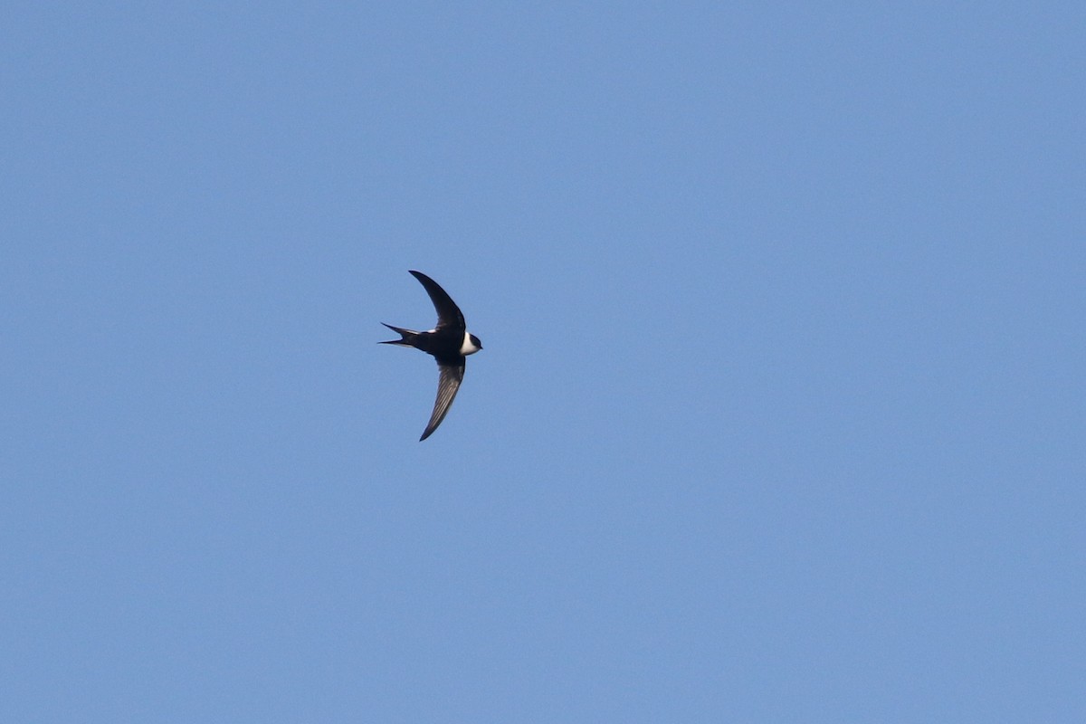 Lesser Swallow-tailed Swift - ML415161251