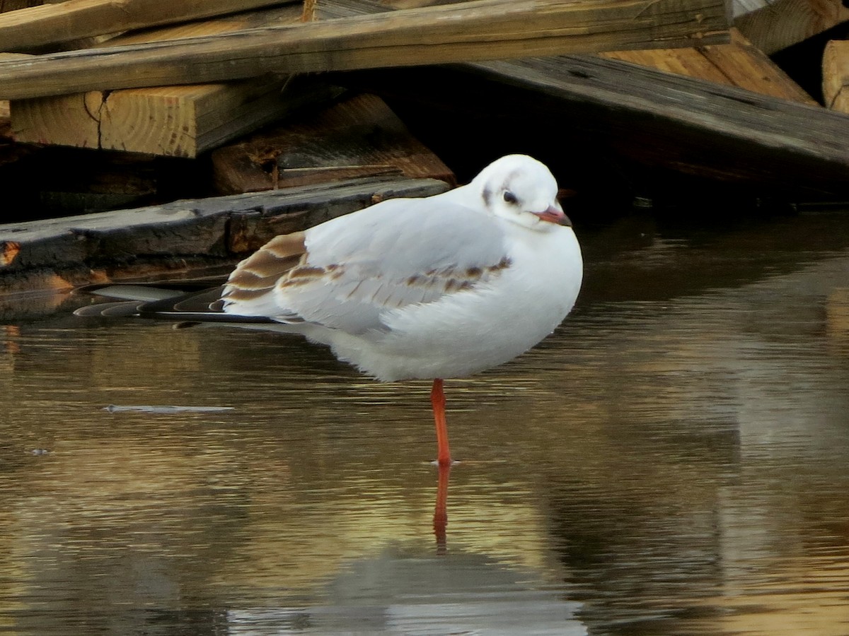 Black-headed Gull - ML415162111