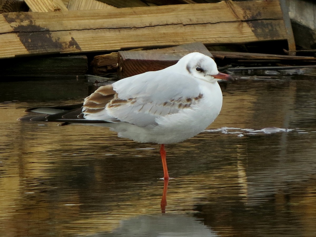 Black-headed Gull - ML415162281