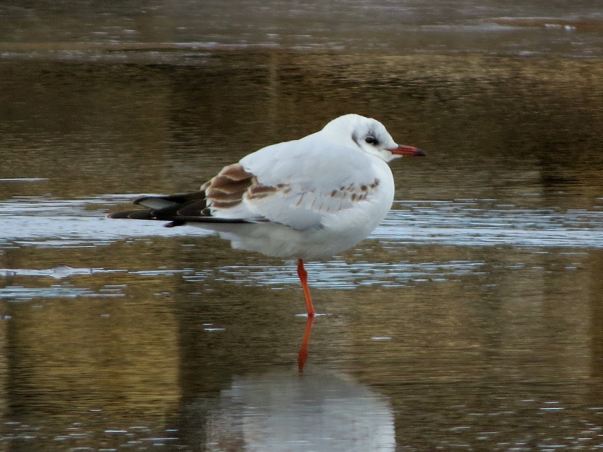 Mouette rieuse - ML415163111