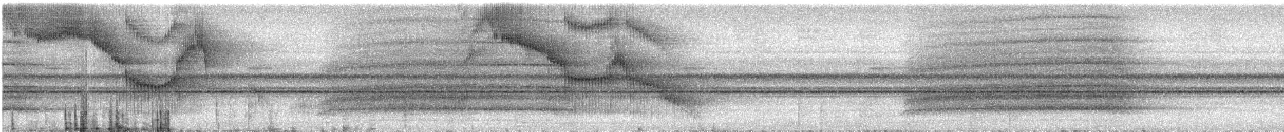 Сипуха темно-бура (підвид multipunctata) - ML415163511