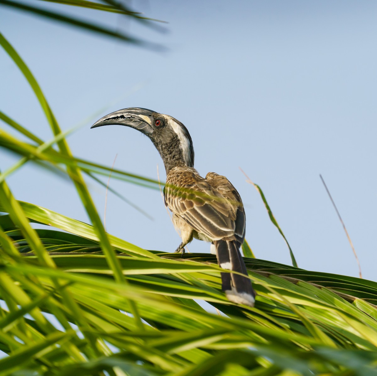 African Gray Hornbill - ML415164221