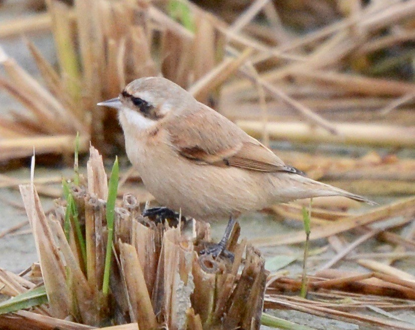 Chinese Penduline-Tit - marcel finlay