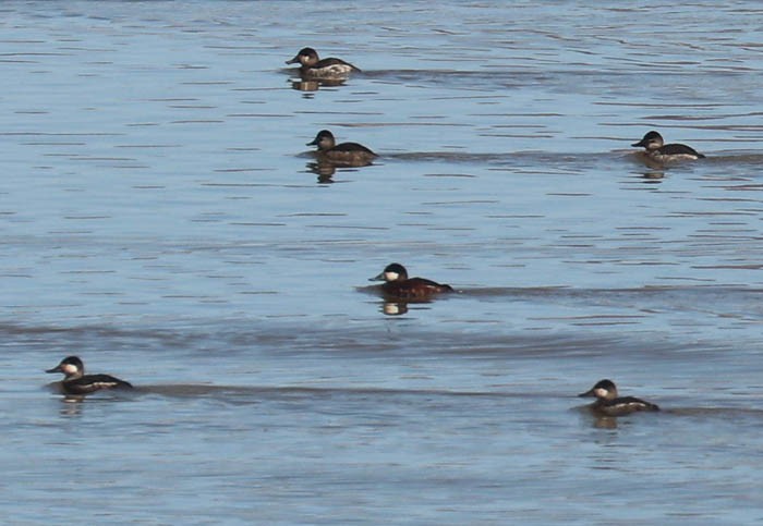 Ruddy Duck - Tony Godfrey