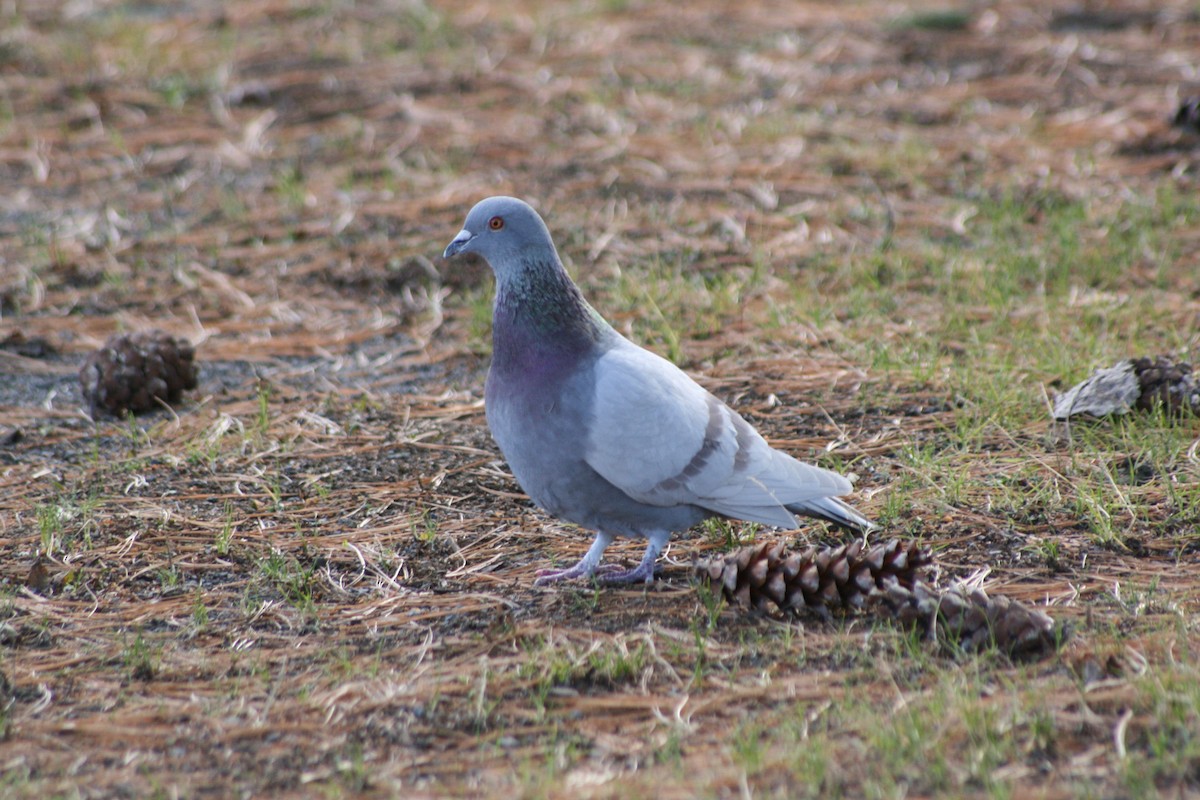 Pigeon biset (forme domestique) - ML415166831