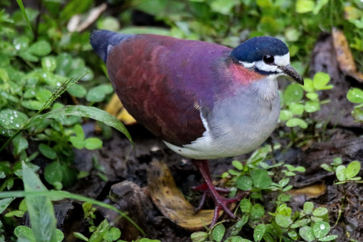 Purple Quail-Dove - ML415167701