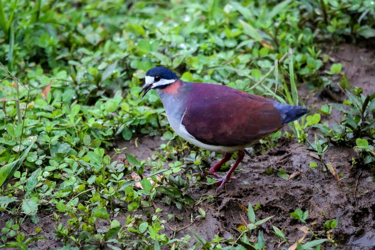 Purple Quail-Dove - ML415167711