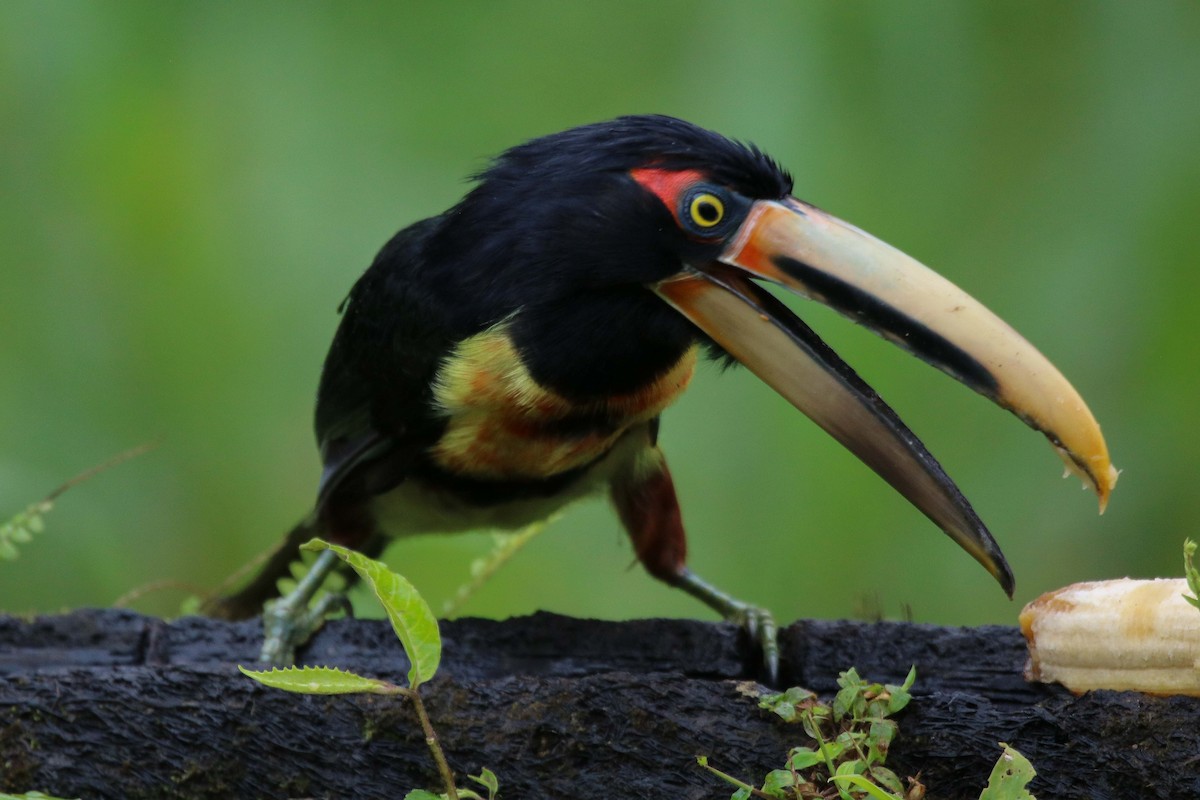 Collared Aracari - Peter Ceren