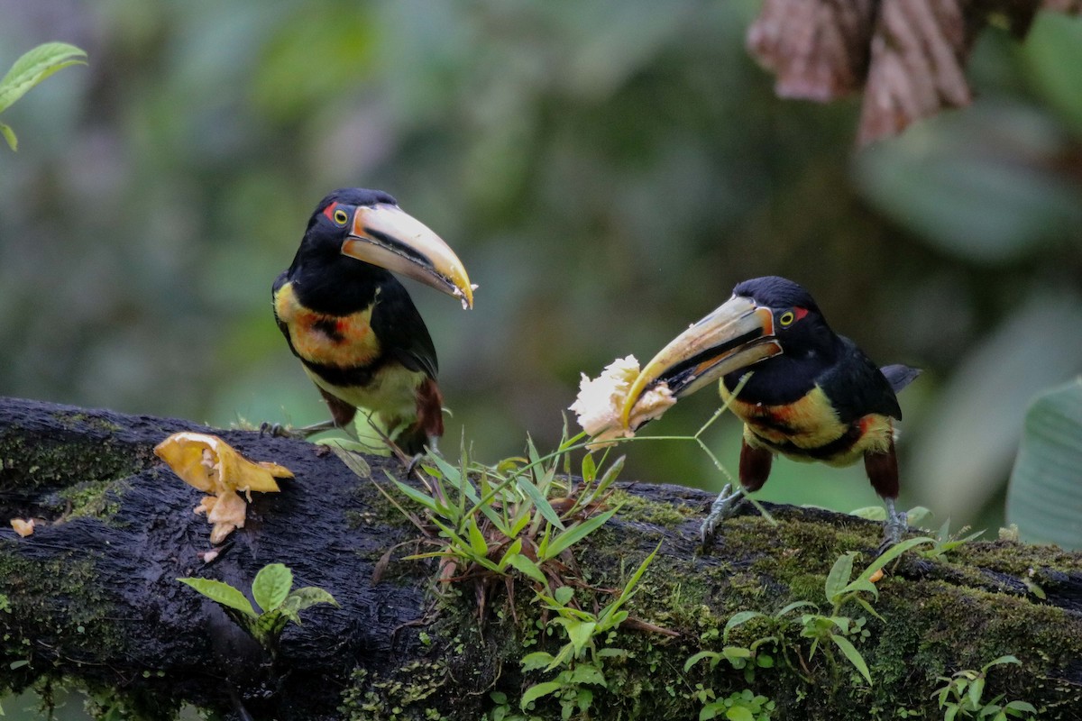 Collared Aracari - Peter Ceren