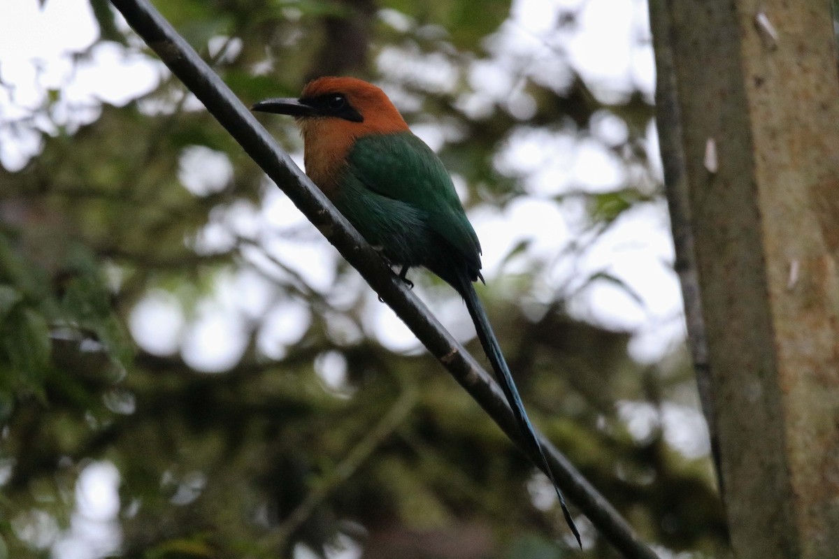 Motmot à bec large - ML415168521