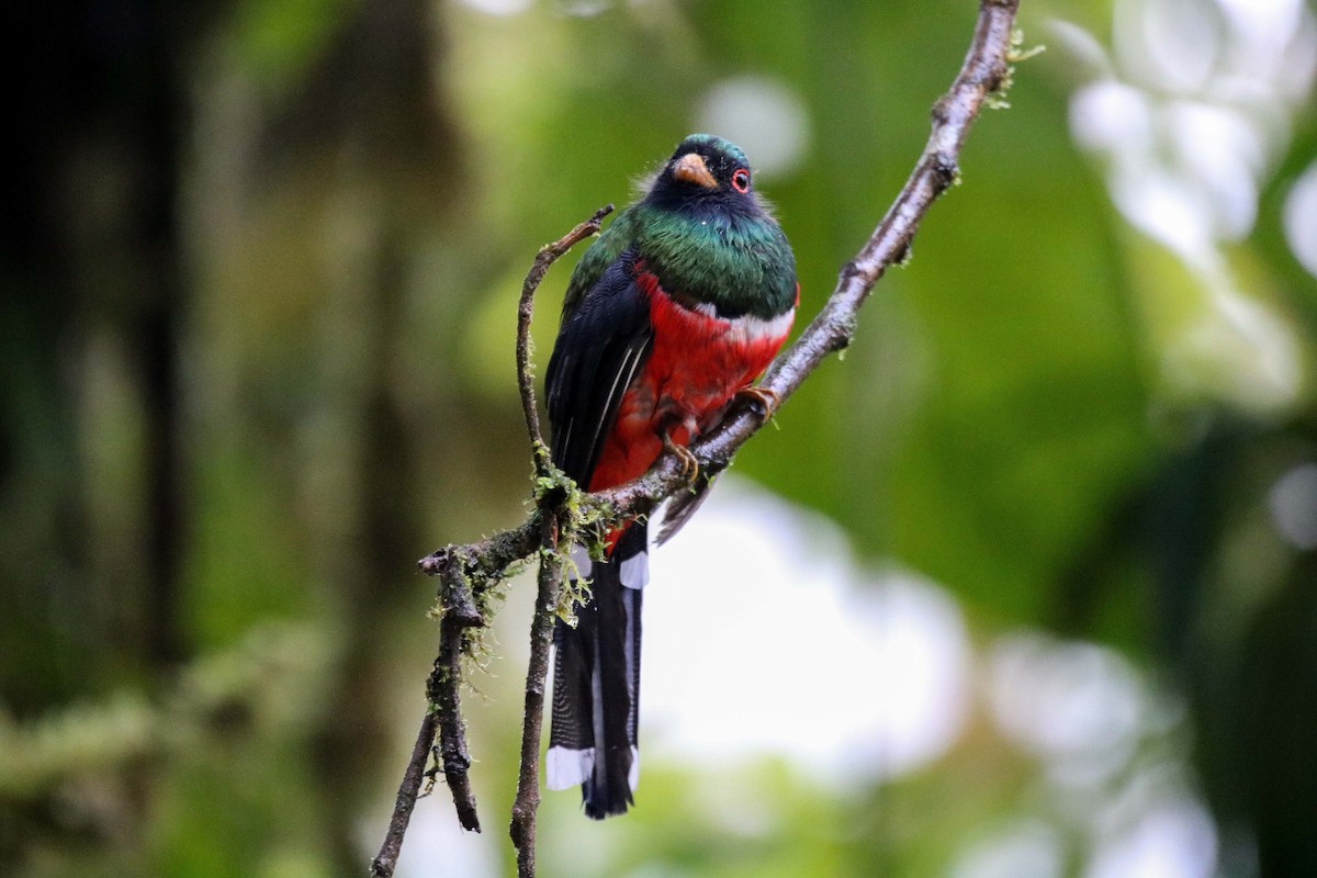 Masked Trogon - ML415168561