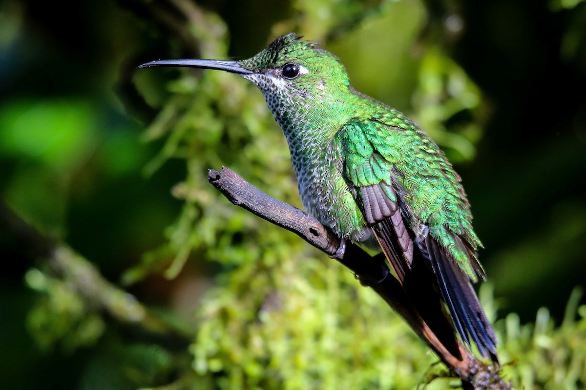 Green-crowned Brilliant - Peter Ceren