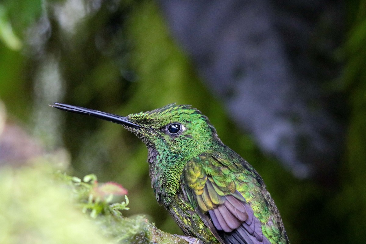 Grünstirn-Brillantkolibri - ML415168851