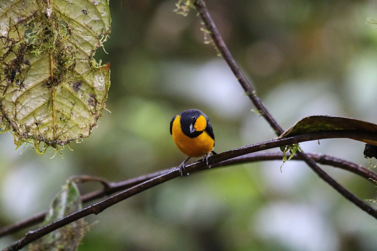 Orange-bellied Euphonia - Peter Ceren