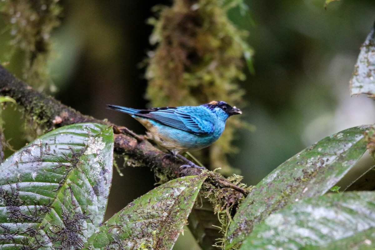 Golden-naped Tanager - Peter Ceren