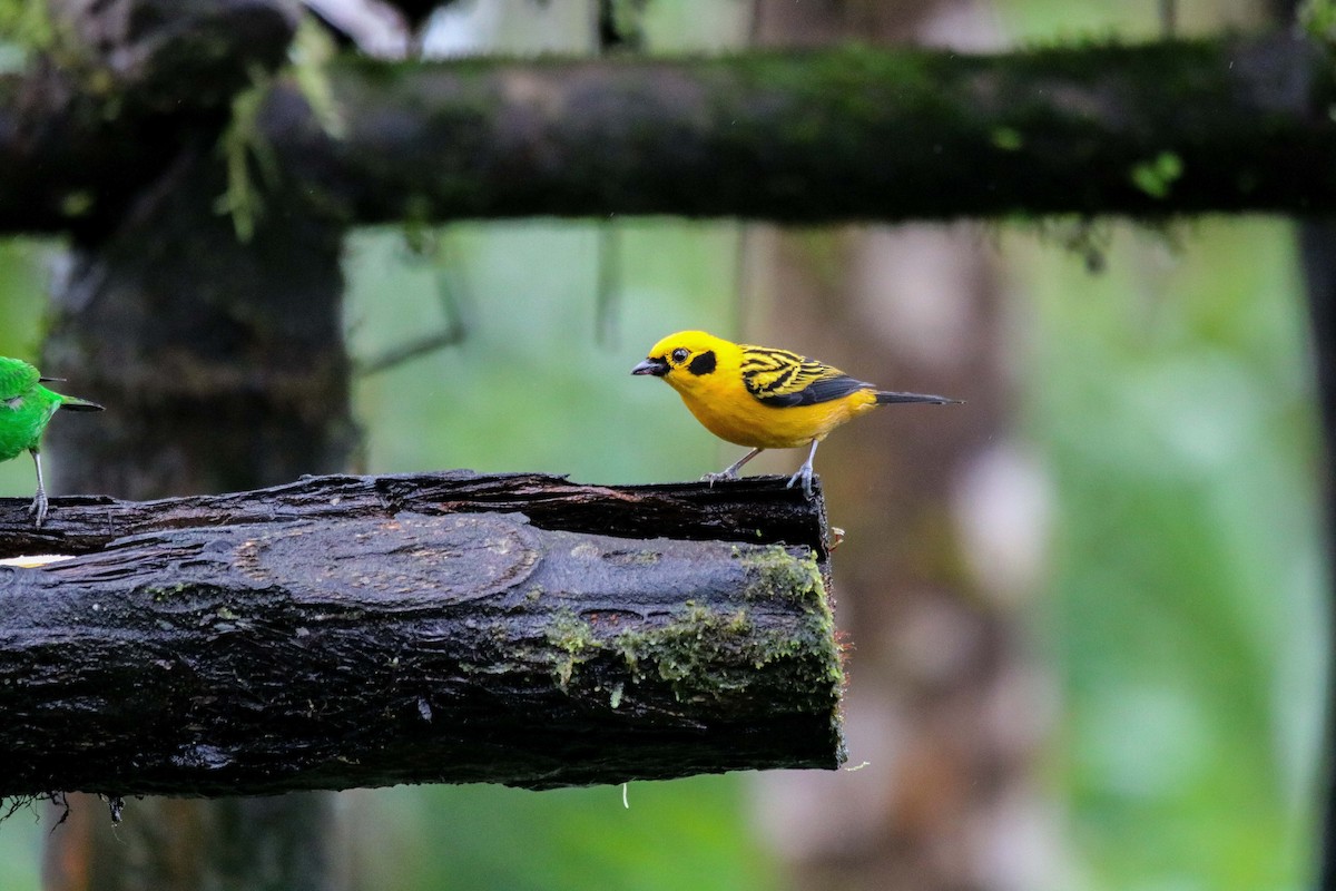 Golden Tanager - Peter Ceren