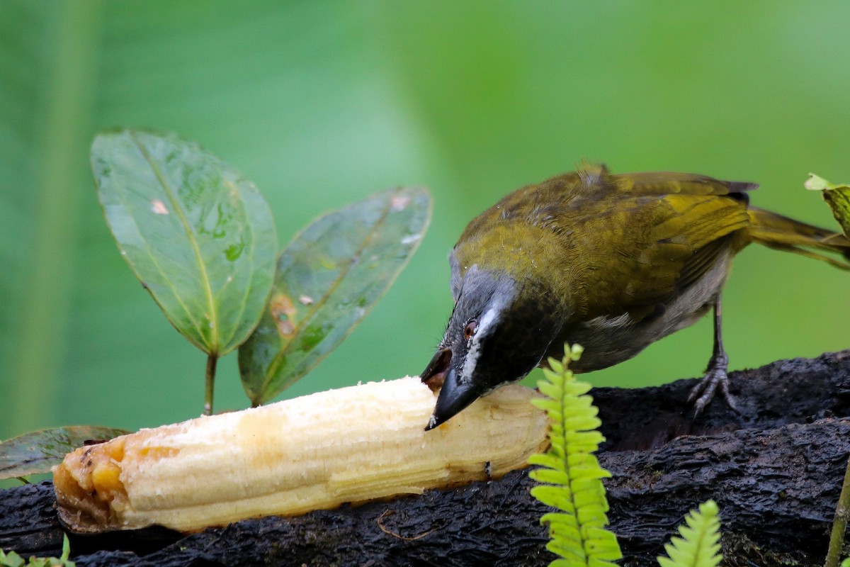 Buff-throated Saltator - Peter Ceren