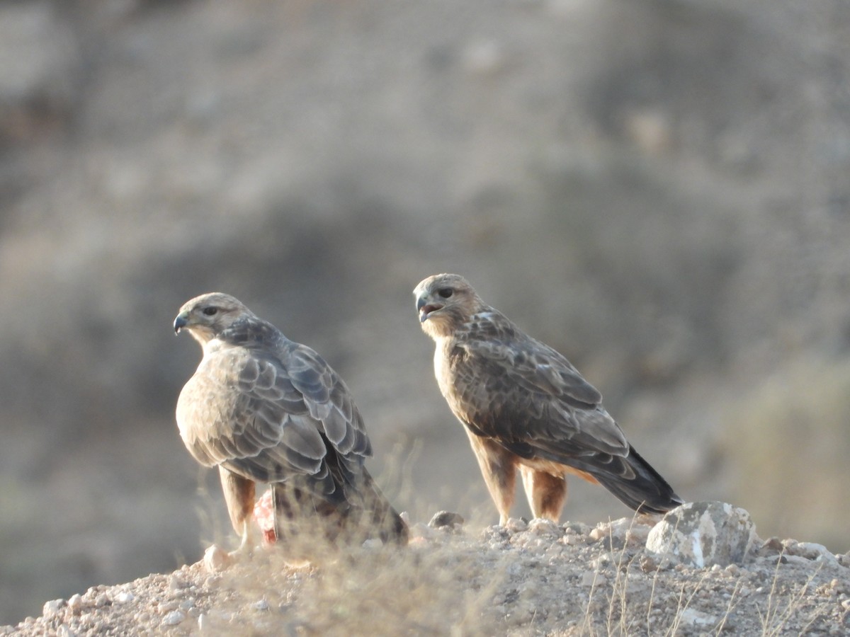 Common Buzzard - ML415170331