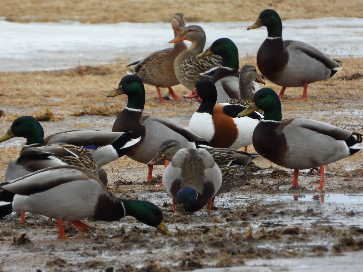 husice liščí - ML415171311