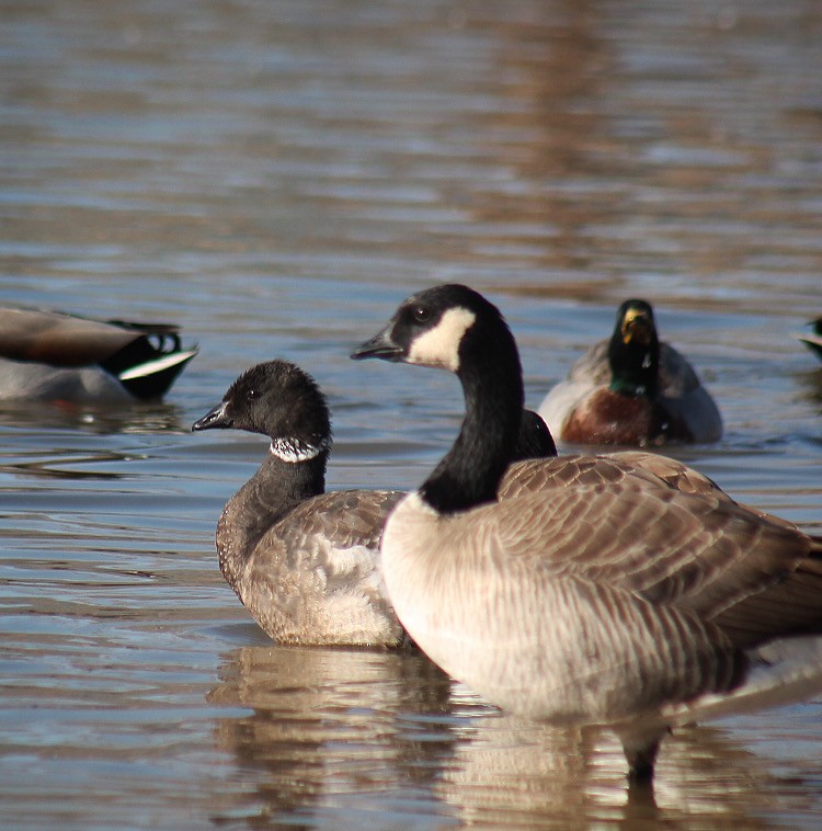 Brant - ML415171821