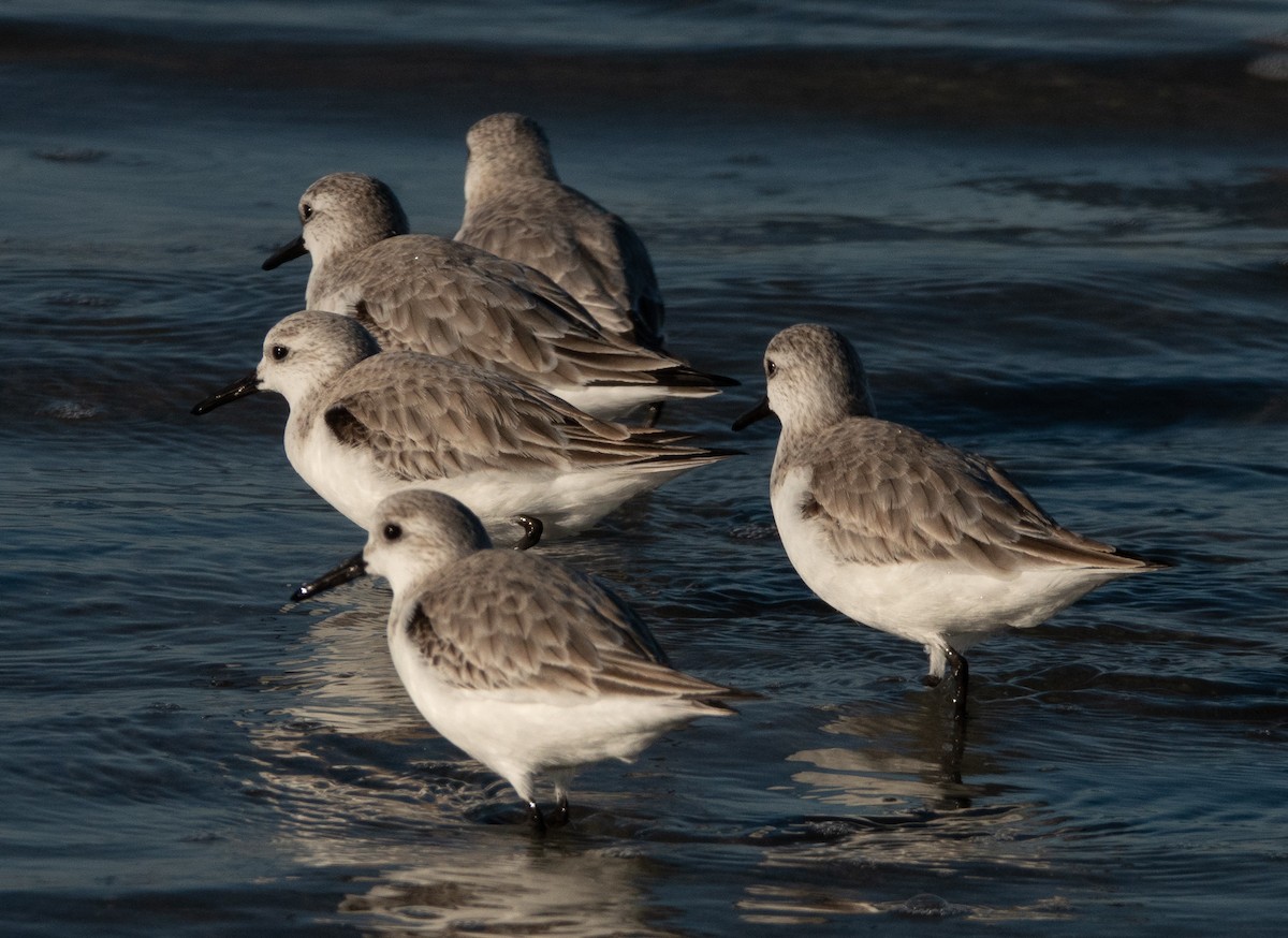 Sanderling - ML415174041