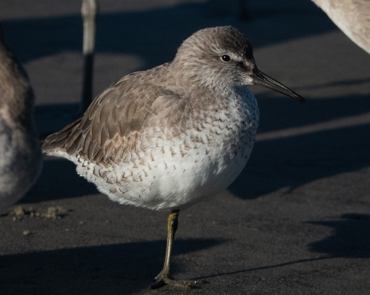Red Knot - ML415174061
