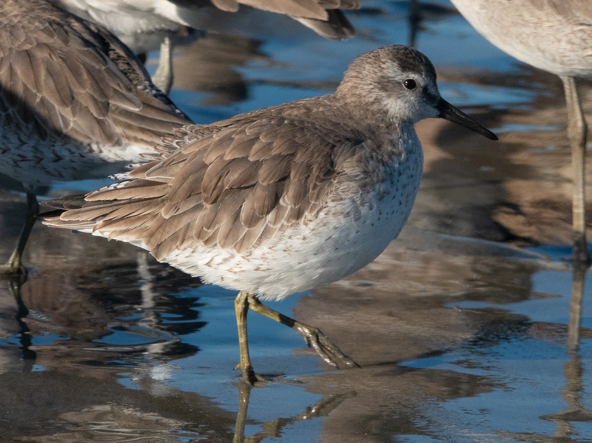 Red Knot - ML415174091