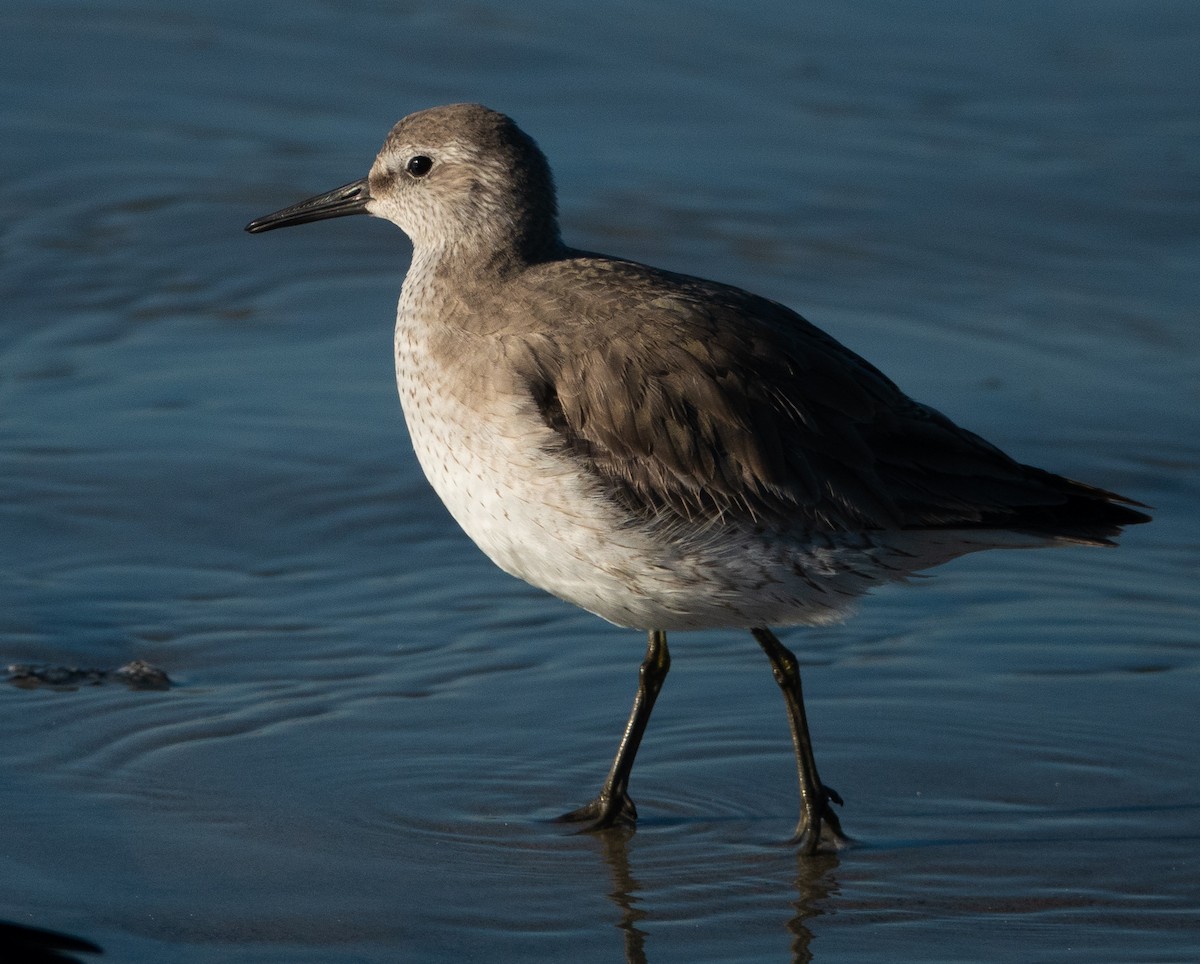 Red Knot - ML415174131