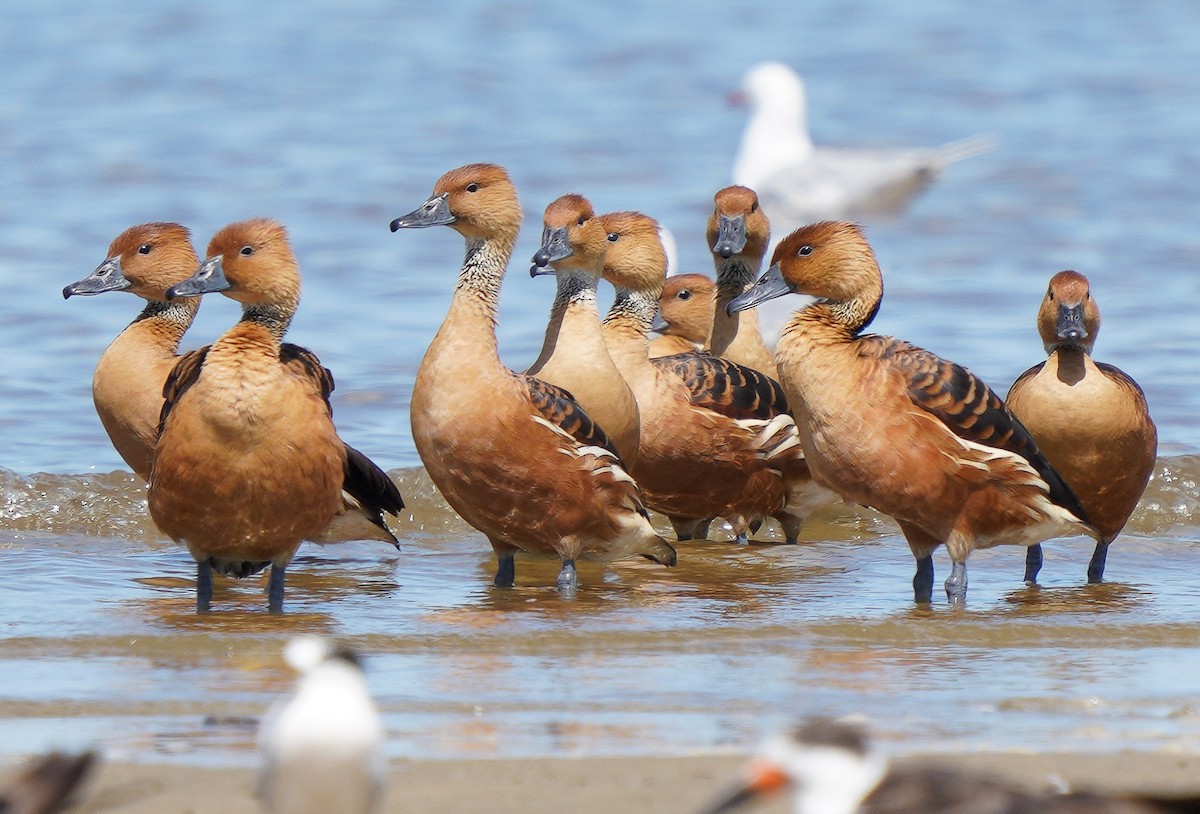 Dendrocygne fauve - ML415174721