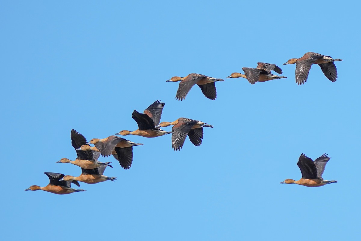 Fulvous Whistling-Duck - ML415174761