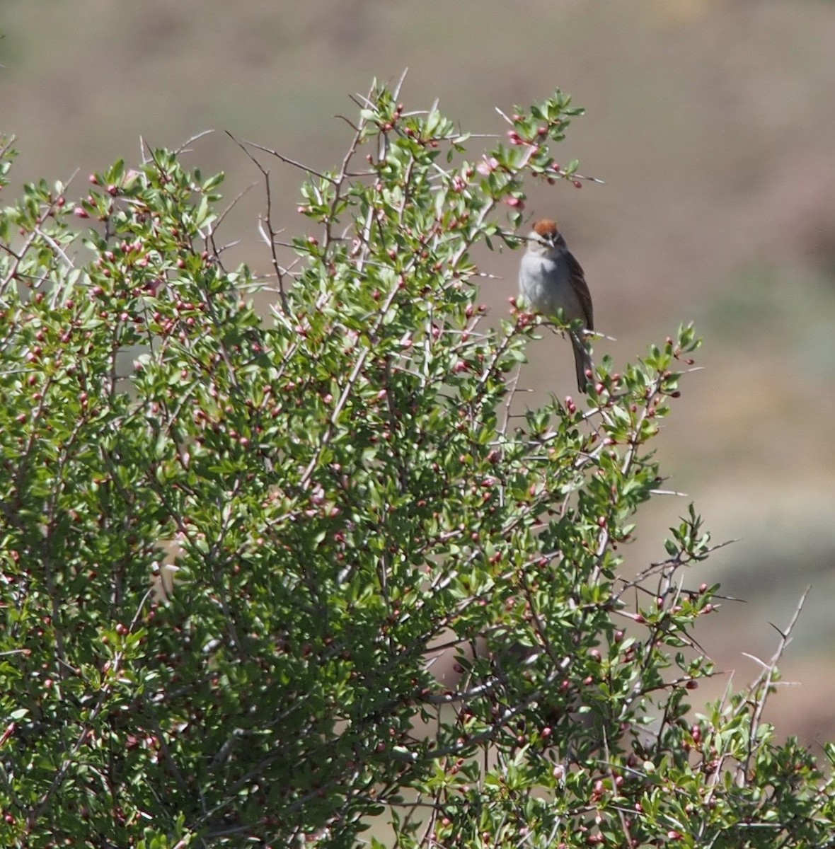 Chipping Sparrow - ML415175281