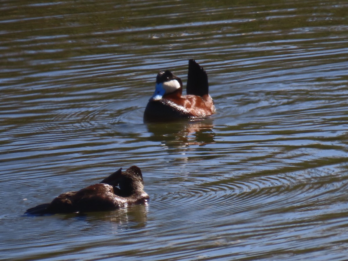 Ruddy Duck - ML415177341