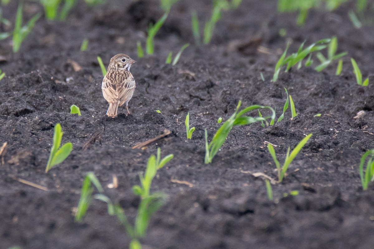 Vesper Sparrow - ML415177961