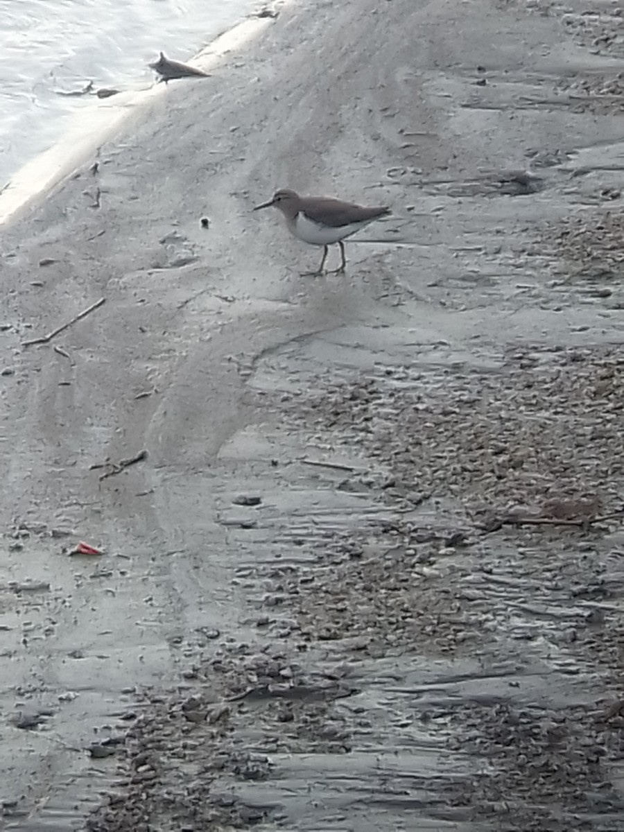 Spotted Sandpiper - ML415178361