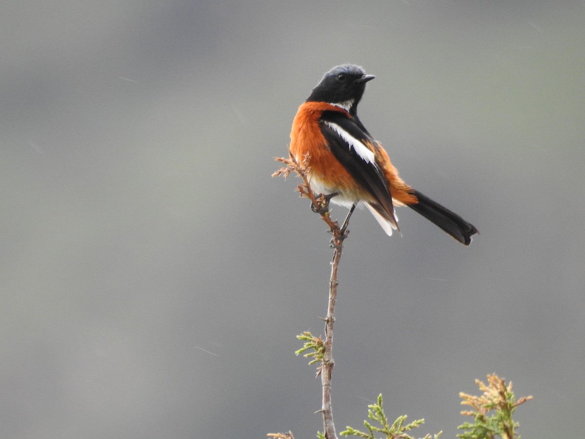 White-throated Redstart - ML415179851