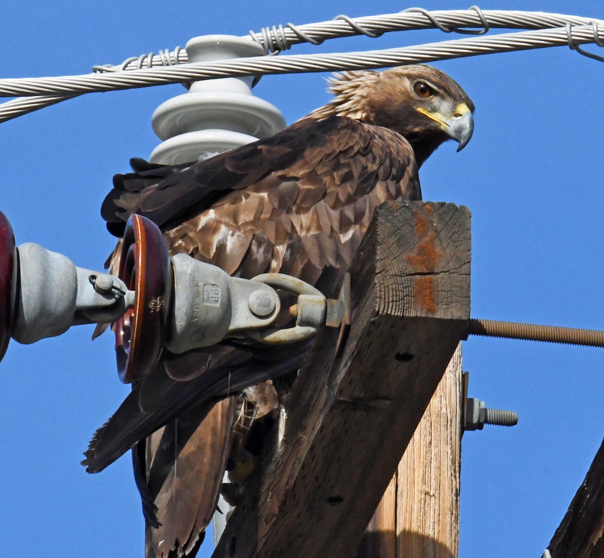 Golden Eagle - ML415181281