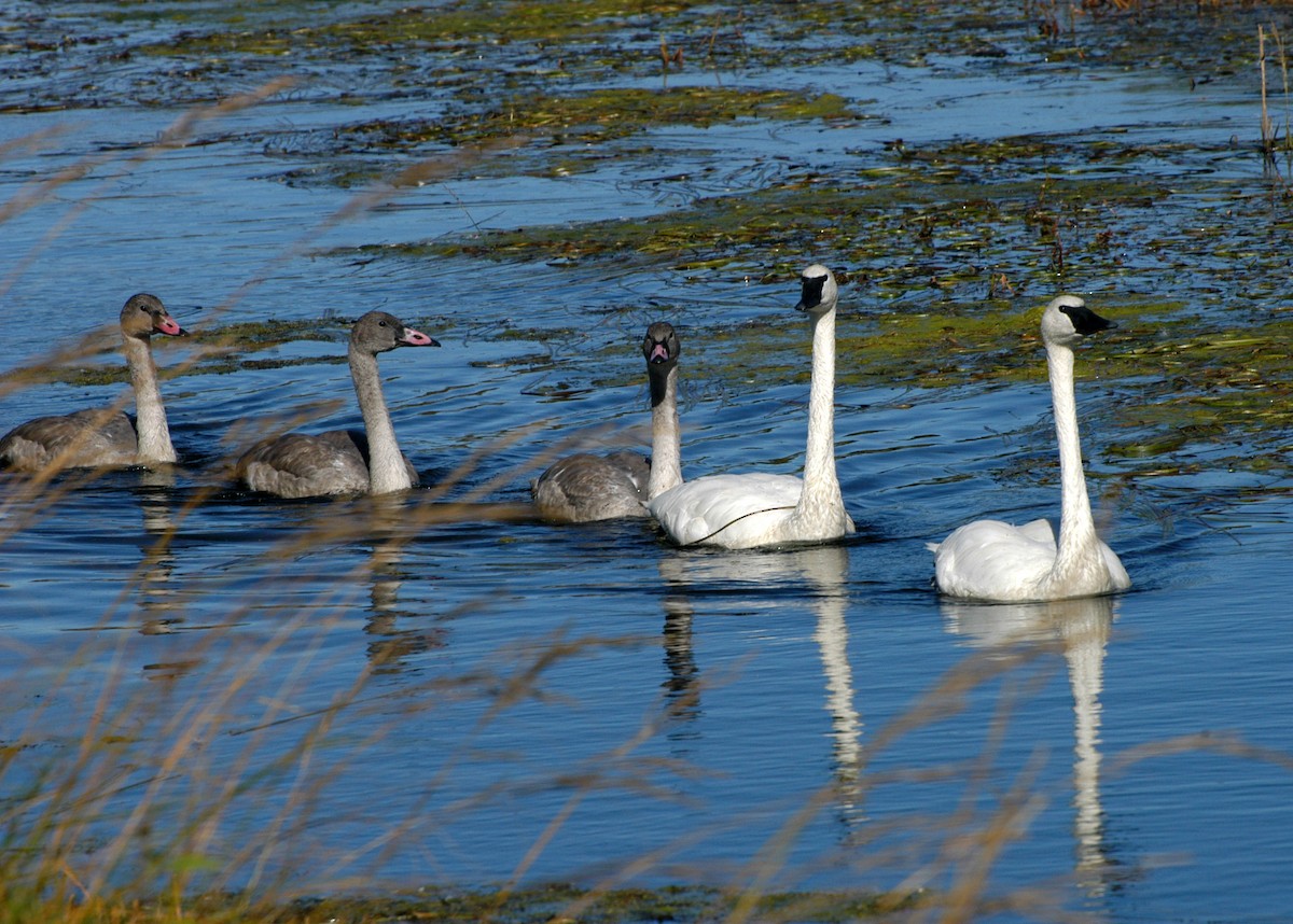 Trumpeter Swan - David Lambeth