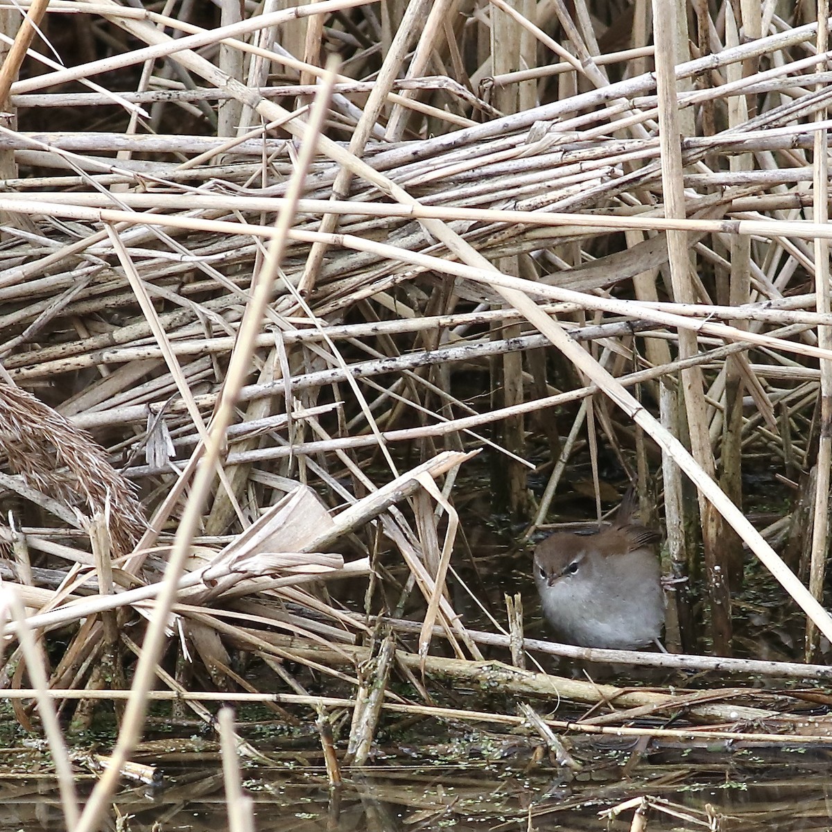 Cetti's Warbler - ML415183271