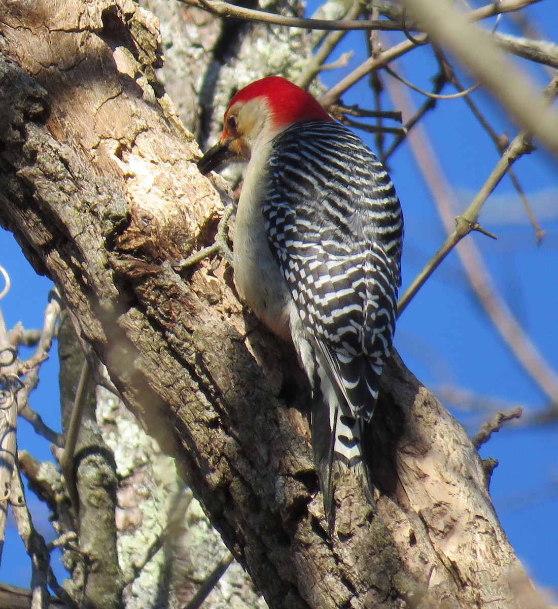 Red-bellied Woodpecker - Joe Hanfman