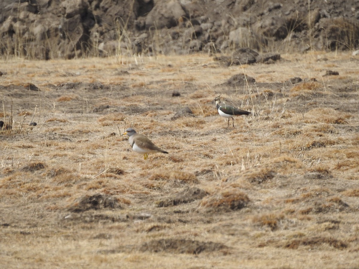 Gray-headed Lapwing - ML415183341