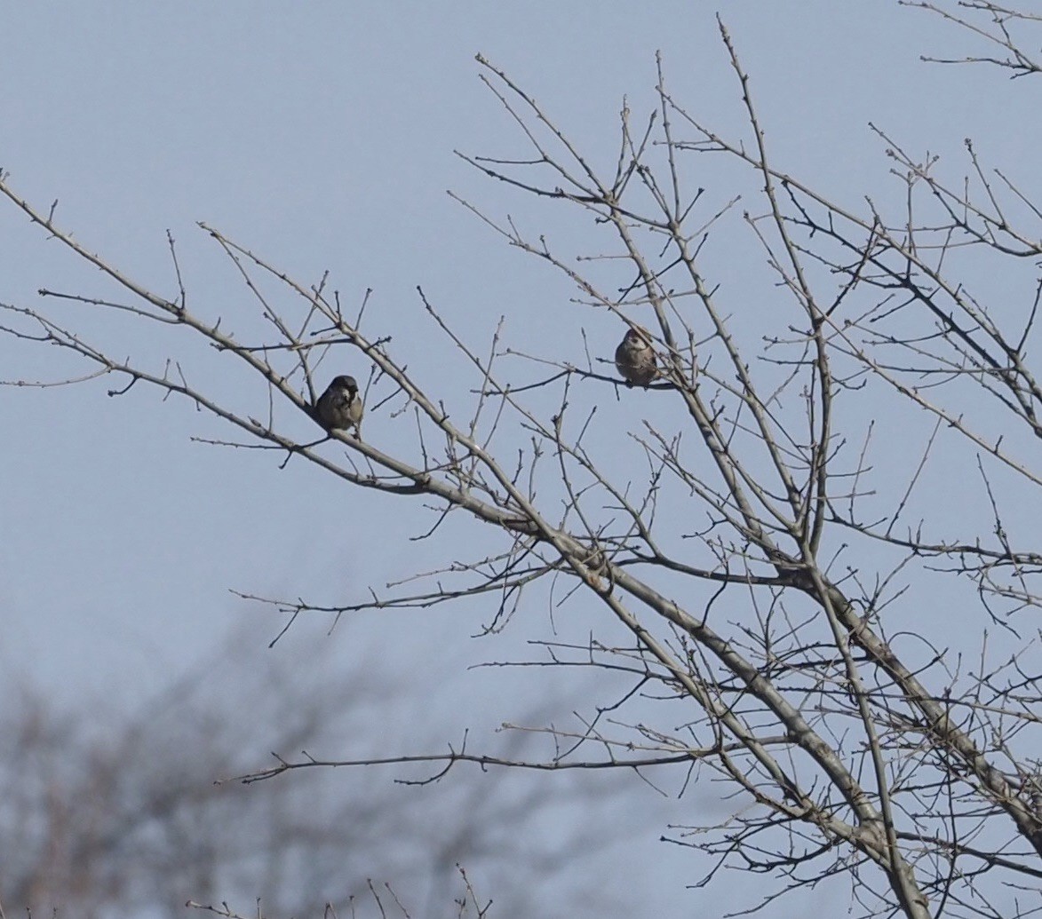 Eurasian Tree Sparrow - ML415184271