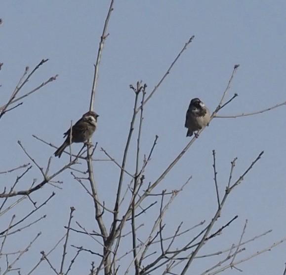 Eurasian Tree Sparrow - ML415184361