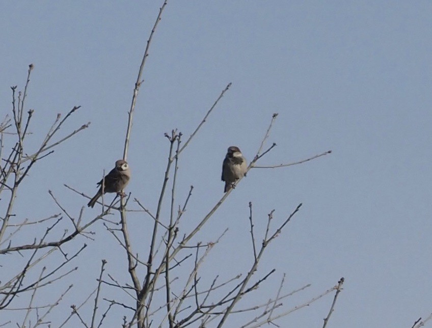 Eurasian Tree Sparrow - ML415184451