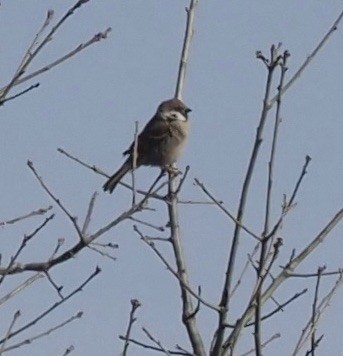 Eurasian Tree Sparrow - ML415184511
